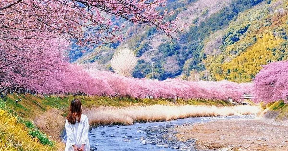 Early Spring Limited] Izu Kawazu Early Cherry Blossoms × Hakone